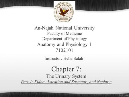 An-Najah National University Faculty of Medicine Department of Physiology Anatomy and Physiology 1 7102101 Instructor: Heba Salah Chapter 7: The Urinary.