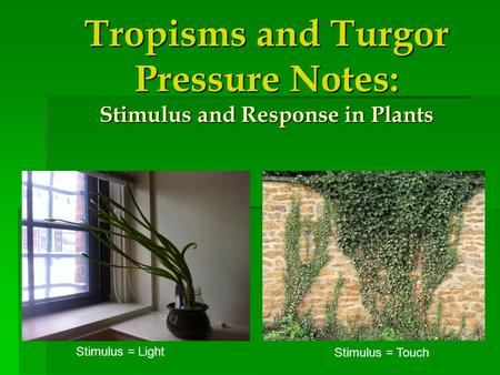 Tropisms and Turgor Pressure Notes: Stimulus and Response in Plants