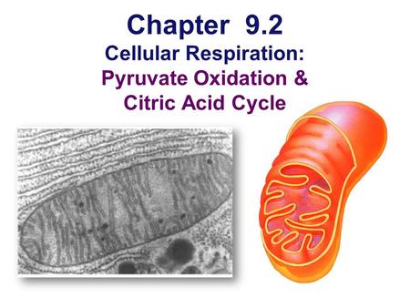 Chapter 9.2 Cellular Respiration: Pyruvate Oxidation & Citric Acid Cycle.