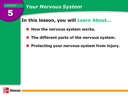 Your Nervous System In this lesson, you will Learn About… How the nervous system works. The different parts of the nervous system. Protecting your nervous.