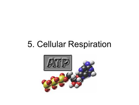 5. Cellular Respiration. A. Basic Process 1)In respiration, energy from food is converted to chemical bond energy to be used by cells 2)The only usable.