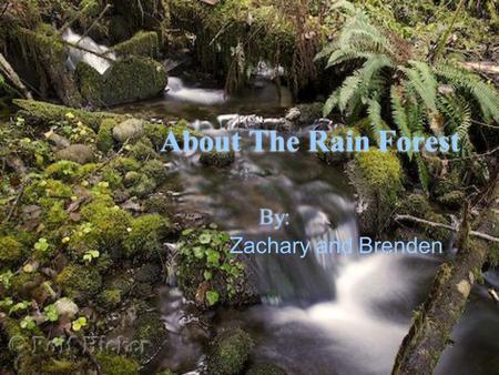 About The Rain Forest By: Zachary and Brenden. What is a rain forest? Rain forests are very amazing in some ways. They will always be green and colorful.