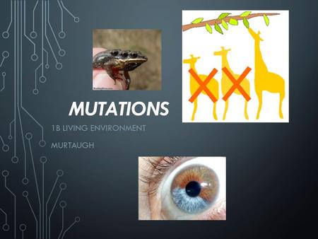 MUTATIONS 1B LIVING ENVIRONMENT MURTAUGH. ESSENTIAL QUESTIONS What is a mutation? How is gene mutation and a chromosome mutation different? Do all mutations.