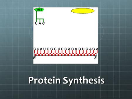 Protein Synthesis. Review Questions What is the function of DNA? Stores genetic information and holds the instructions for building proteins Why is DNA.