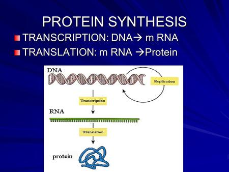 PROTEIN SYNTHESIS TRANSCRIPTION: DNA  m RNA TRANSLATION: m RNA  Protein.