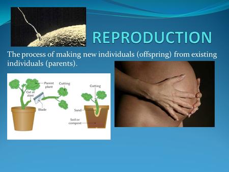The process of making new individuals (offspring) from existing individuals (parents).