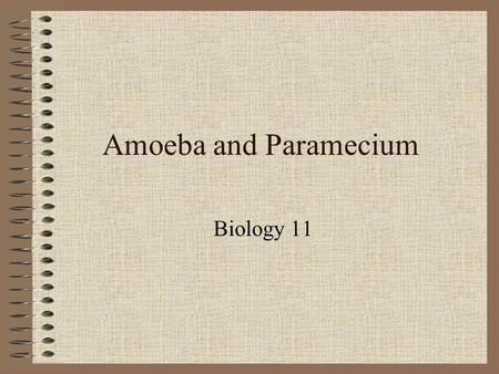 Amoeba and Paramecium Biology 11. Amoeba - GRAMMERS Growth – 0.6mm biggest (most smaller) Response – positive to food - negative to harsh chemicals, light.