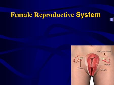 Female Reproductive System. –Section 1: Structure and their function –Section 2: Menstruation.