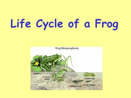 Life Cycle of a Frog.