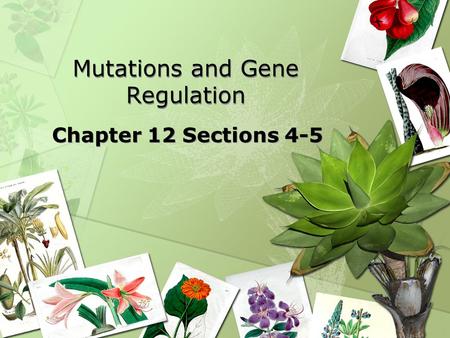 Mutations and Gene Regulation Chapter 12 Sections 4-5.
