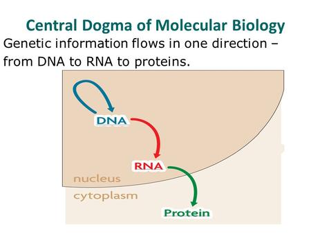 Central Dogma of Molecular Biology Genetic information flows in one direction – from DNA to RNA to proteins.