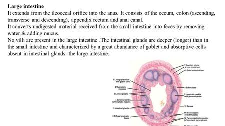 Large intestine It extends from the ileocecal orifice into the anus. It consists of the cecum, colon (ascending, transverse and descending), appendix rectum.