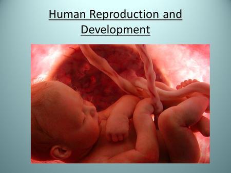 Human Reproduction and Development. Female Reproductive System 1. Ovaries (2) a) produce egg cells (gametes) b) produce hormones estrogen and progesterone.