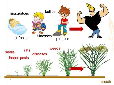 Mosquitoes infections bullies illnesses pimples insect pests diseases weeds rats snails.