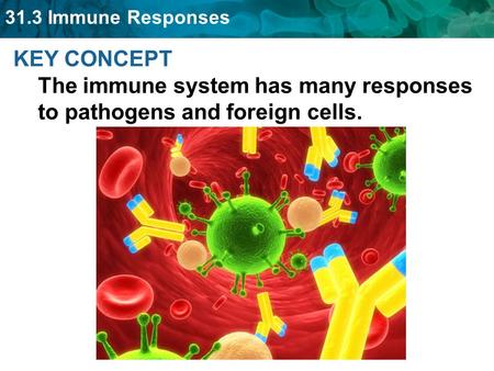 The job of the immune systems is to fight off pathogens & infections.