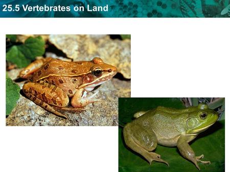 25.5 Vertebrates on Land. KEY CONCEPT Reptiles, birds, and mammals are adapted for life on land.