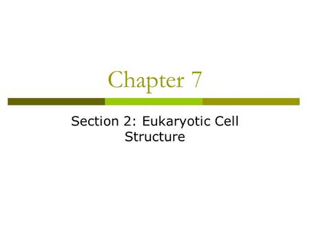 Chapter 7 Section 2: Eukaryotic Cell Structure. Objectives  Describe the function of the cell nucleus.  Describe the functions of the major cell organelles.