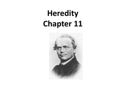 Heredity Chapter 11. Transmission of characteristics from parent to offspring is called ___________________. The science that studies how those characteristics.