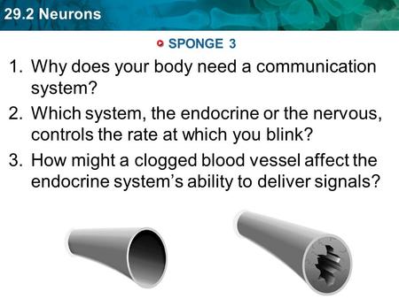 Why does your body need a communication system?