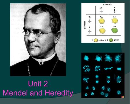 Unit 2 Mendel and Heredity. Unit 2 - Mendelian Genetics (Ch. 10 & 12) 1.Define Genetics & Heredity 2.Interpret a pedigree with inherited traits 3.Identify.
