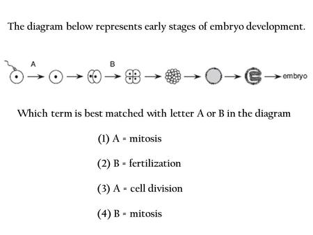 The diagram below represents early stages of embryo development.