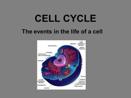 CELL CYCLE The events in the life of a cell. Interphase Interphase is the time between cell divisions where the cell grows to full size, duplicates its.