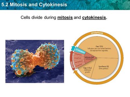 5.2 Mitosis and Cytokinesis Cells divide during mitosis and cytokinesis.