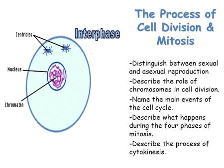 Lesson Overview Lesson Overview The Process of Cell Division The Process of Cell Division & Mitosis -Distinguish between sexual and asexual reproduction.