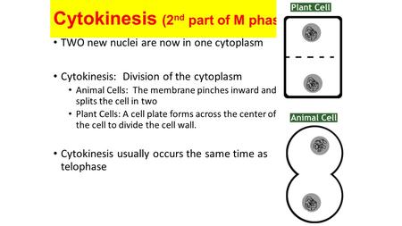 Cytokinesis (2 nd part of M phase) TWO new nuclei are now in one cytoplasm Cytokinesis: Division of the cytoplasm Animal Cells: The membrane pinches inward.