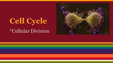 Cell Cycle *Cellular Division. Reproduction ●Asexual reproduction: generates offspring that are genetically identical to a single parent. Requires only.