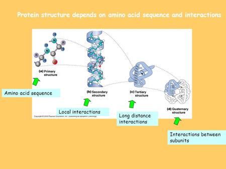 Protein structure depends on amino acid sequence and interactions Amino acid sequence Local interactions Long distance interactions Interactions between.
