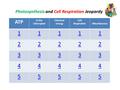 Photosynthesis and Cell Respiration Jeopardy ATP In the Chloroplast Chemical Energy Cell RespirationMiscellaneous 11111 22222 33333 44444 55555.