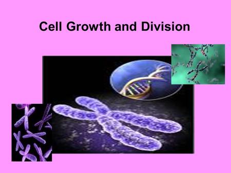 Cell Growth and Division. Growth vs. Division When an animal or plant grows, what happens to its cells? Does an animal get larger because each cell increases.