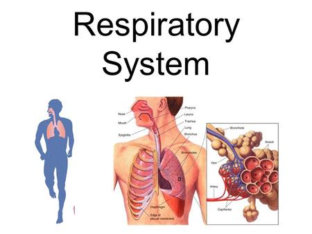Respiratory System. RESPIRATORY SYSTEM: Pathway for gas exchange ** O 2 in to blood (For respiration  ENERGY) **CO 2 out of blood Quick Animation.