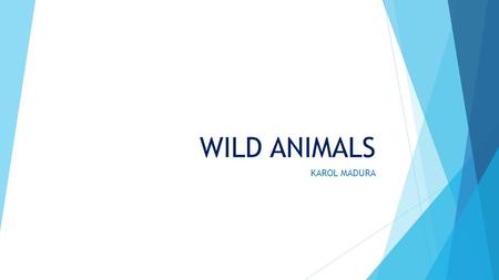 WILD ANIMALS KAROL MADURA. MONKEY https://commons.wikimedia.org/wiki/Cebus_capucinus#/m edia/File:Capuchin_Costa_Rica.jpg.