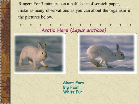 Short Ears Big Feet White Fur Arctic Hare (Lepus arcticus) Ringer: For 3 minutes, on a half sheet of scratch paper, make as many observations as you can.