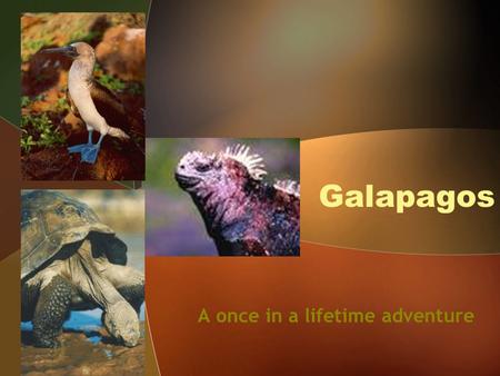 Galapagos A once in a lifetime adventure. An archipelago of islands.