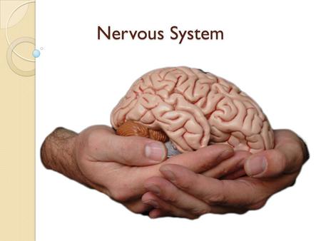 Nervous System. Meet Your Nervous System You have about 150 billion brain cells Your brain is about 2% of your body’s weight, but it uses about 20% of.
