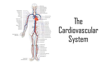 The Cardiovascular System. “Cardio” is Greek for “Heart” “Vascular” relates to “tubes” The cardiovascular system transports blood around the body. It.