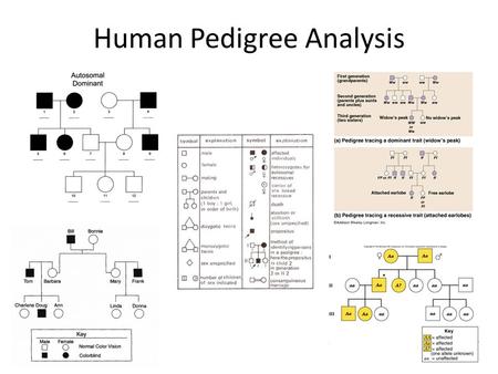 Human Pedigree Analysis