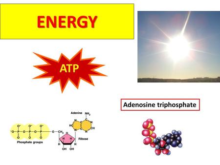 ENERGY ATP Adenosine triphosphate Why do you need energy? movement growth Active transport Temperature control.