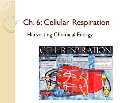 Ch. 6: Cellular Respiration Harvesting Chemical Energy.
