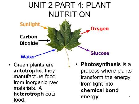 1 UNIT 2 PART 4: PLANT NUTRITION Photosynthesis is a process where plants transform the energy from light into chemical bond energy. Green plants are autotrophs: