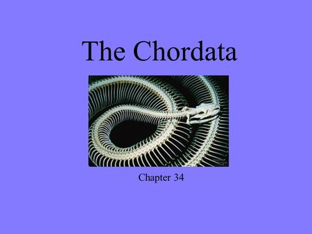 The Chordata Chapter 34. We’ve done some of this before …