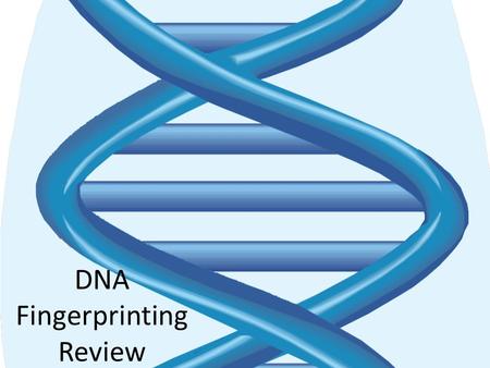 DNA Fingerprinting Review. Why DNA? DNA is individual evidence DNA links or eliminates a suspect to a crime DNA identifies a victim even if no body is.