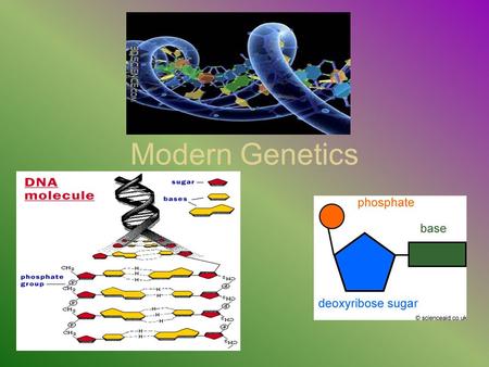 Modern Genetics. What is DNA? James Watson and Francis Crick pieced together the structure of DNA in the 1950’s. DNA- Dexoyribo Nucleic Acid.