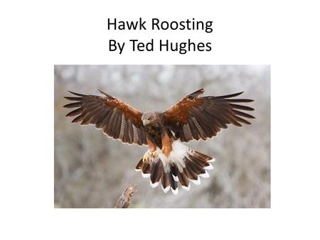 Hawk Roosting By Ted Hughes. I sit in the top of the wood, my eyes closed. Inaction, no falsifying dream Between my hooked head and hooked feet: Or in.