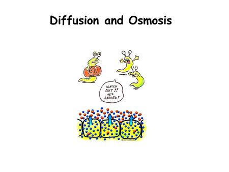 Diffusion and Osmosis.