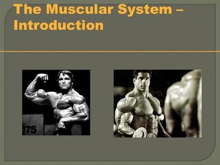 The Muscular System – Introduction. IUnit Overview Objectives What are the effects of muscles on exercise? What are the effects of exercise on muscles?
