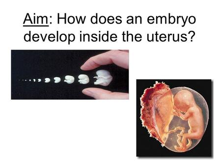 Aim: How does an embryo develop inside the uterus?